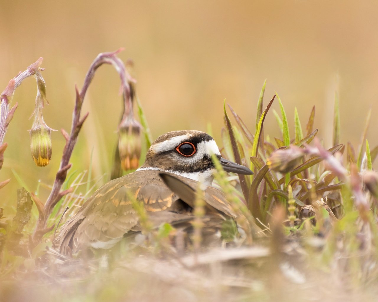 Обои цветы, трава, природа, птица, клюв, зуёк, крикливый зуёк, flowers, grass, nature, bird, beak, plover, noisy plover разрешение 2048x1275 Загрузить