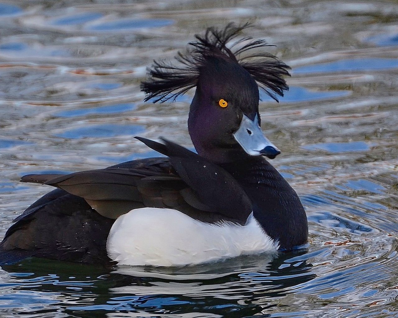 Обои вода, крылья, птица, клюв, утка, хохлатая, хохлатая чернеть, water, wings, bird, beak, duck, crested, tufted duck разрешение 1920x1086 Загрузить