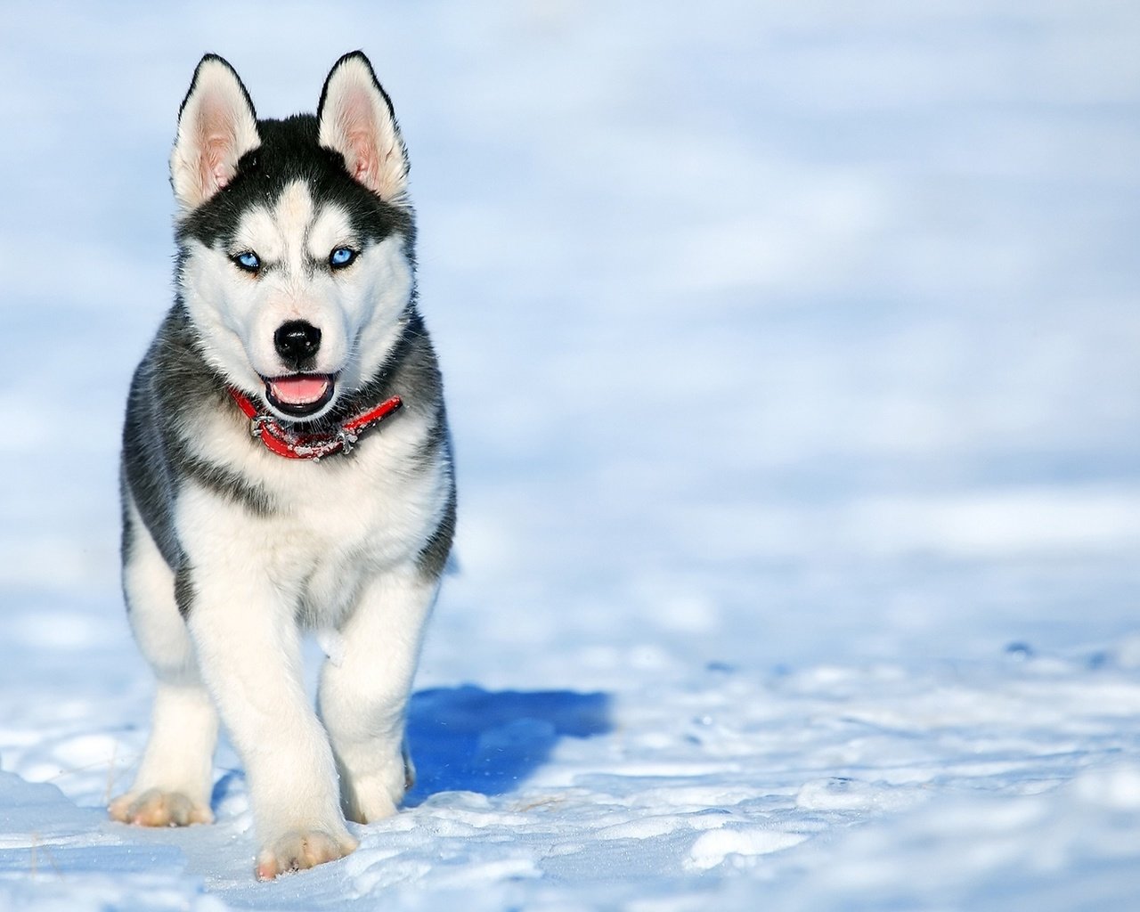 Обои снег, зима, мордочка, взгляд, собака, щенок, хаски, snow, winter, muzzle, look, dog, puppy, husky разрешение 1920x1200 Загрузить