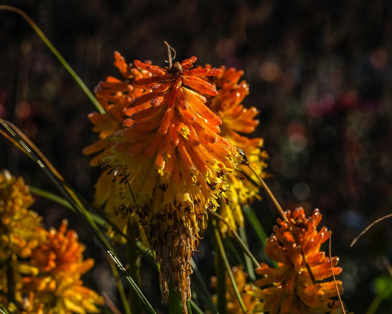 Обои цветы, природа, растения, фон, книфофия, flowers, nature, plants, background, kniphofia разрешение 4896x2760 Загрузить