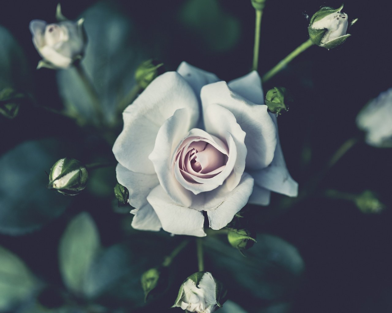 Обои бутоны, роза, лепестки, белый, куст, buds, rose, petals, white, bush разрешение 7359x4875 Загрузить