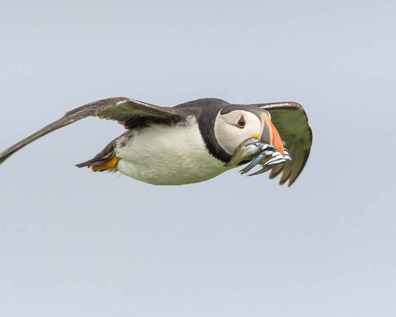 Обои полет, крылья, птица, клюв, рыба, тупик, улов, flight, wings, bird, beak, fish, stalled, catch разрешение 2048x1233 Загрузить