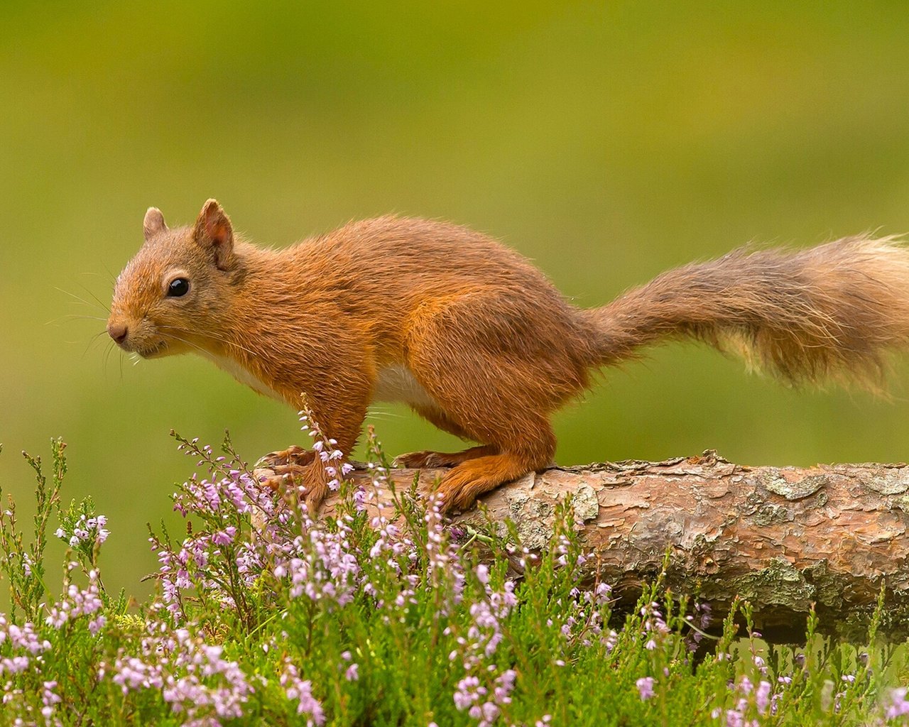 Обои цветы, белка, хвост, белочка, грызун, flowers, protein, tail, squirrel, rodent разрешение 1920x1200 Загрузить