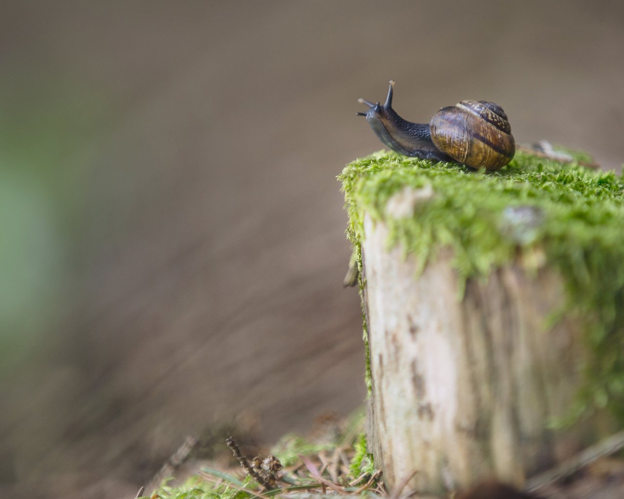Обои размытость, мох, улитка, пень, blur, moss, snail, stump разрешение 3840x2400 Загрузить