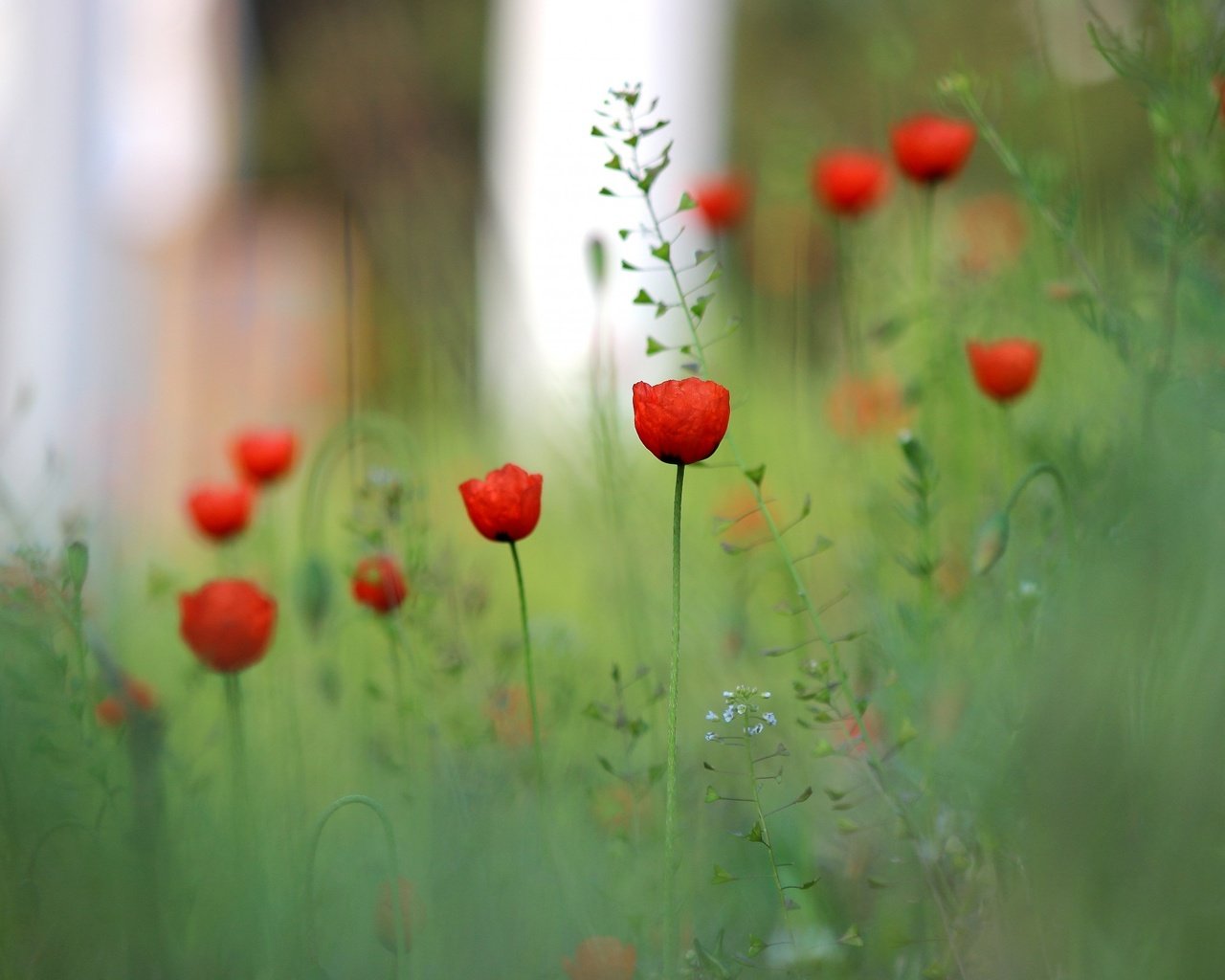 Обои цветы, трава, поле, красный, размытость, луг, мак, flowers, grass, field, red, blur, meadow, mac разрешение 2560x1600 Загрузить