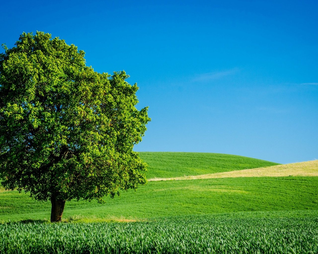 Обои небо, трава, дерево, поле, горизонт, лето, the sky, grass, tree, field, horizon, summer разрешение 1920x1200 Загрузить