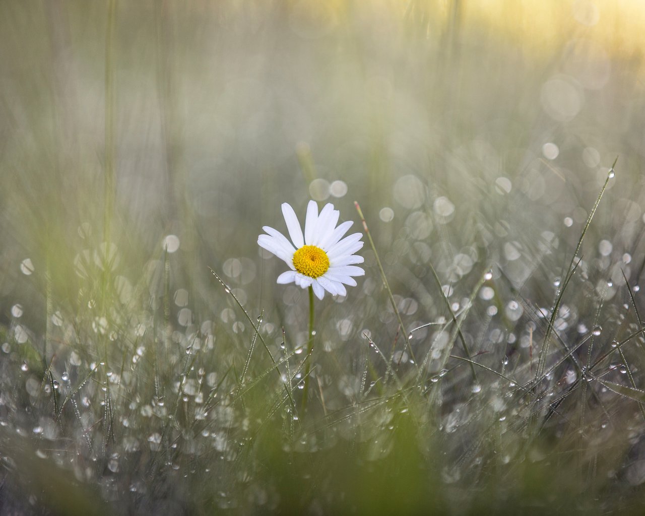 Обои трава, цветок, роса, капли, лепестки, ромашка, размытость, дождь, grass, flower, rosa, drops, petals, daisy, blur, rain разрешение 2048x1365 Загрузить