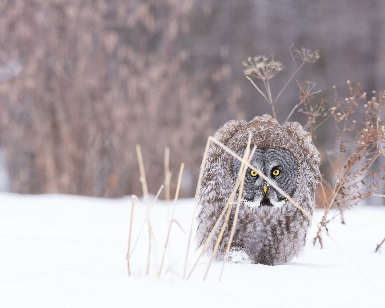 Обои сова, снег, природа, зима, мороз, птица, неясыть, хищная птица, owl, snow, nature, winter, frost, bird, bird of prey разрешение 1920x1200 Загрузить