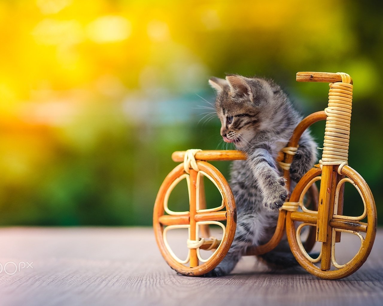 Обои котенок, игрушка, животное, велосипед, детеныш, kitty, toy, animal, bike, cub разрешение 2048x1365 Загрузить