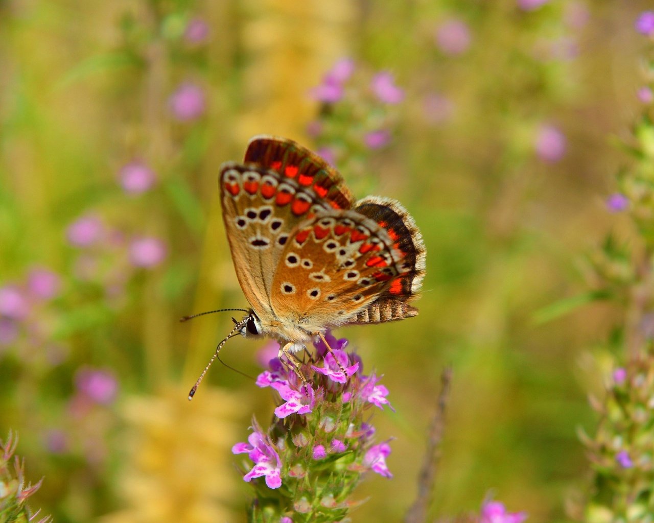 Обои цветы, макро, насекомое, бабочка, крылья, flowers, macro, insect, butterfly, wings разрешение 3000x1835 Загрузить