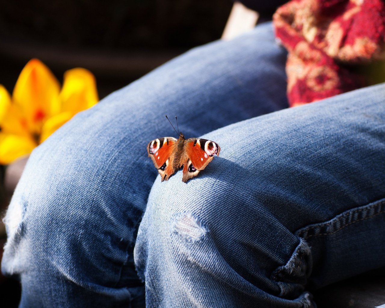 Обои цветы, насекомое, бабочка, джинсы, ноги, тюльпаны, колени, flowers, insect, butterfly, jeans, feet, tulips, knees разрешение 1920x1200 Загрузить