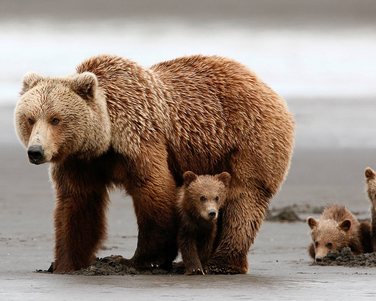 Обои медведи, медвежонок, медведица, медвежата, grizzly bear, bears, bear разрешение 1920x1080 Загрузить