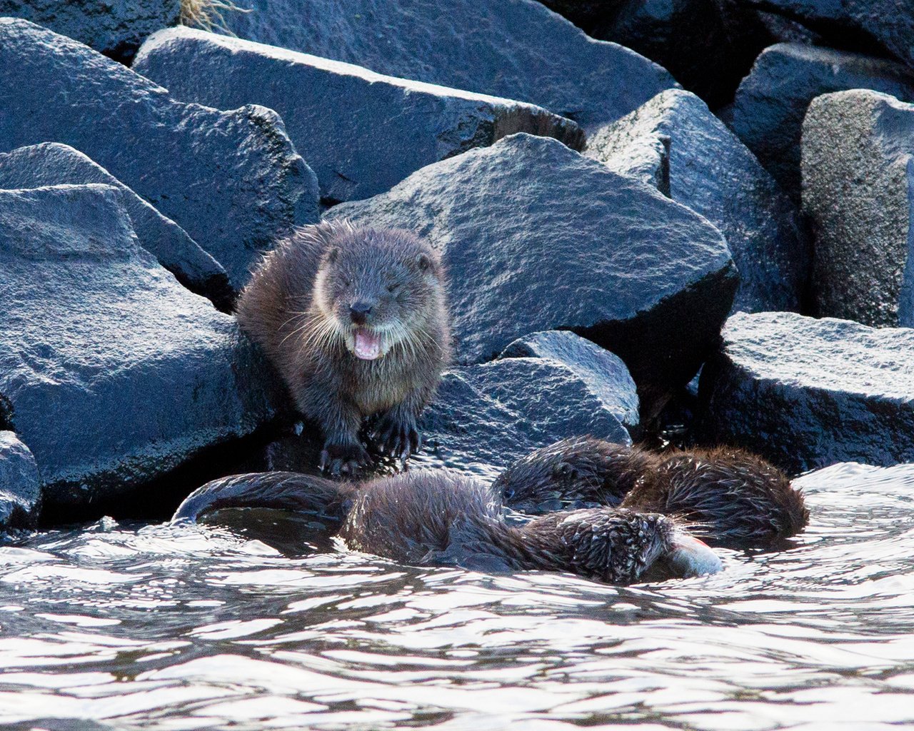 Обои вода, природа, камни, калан, морская выдра, выдра, выдры, alistair buchanan, water, nature, stones, kalan, sea otter, otter, otters разрешение 1920x1200 Загрузить