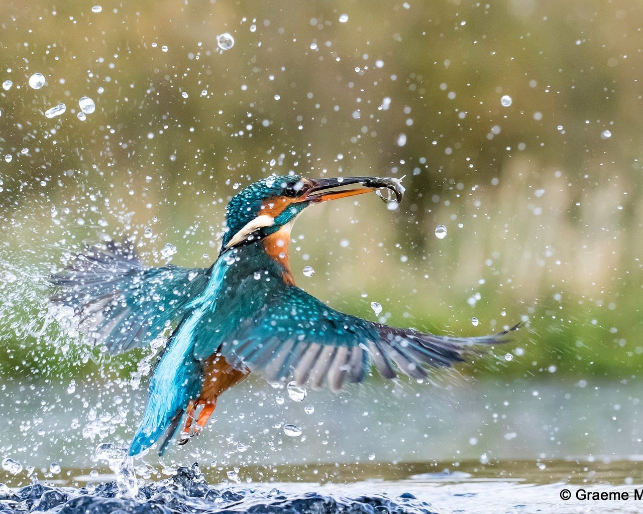 Обои вода, брызги, птица, рыбка, зимородок, water, squirt, bird, fish, kingfisher разрешение 2560x1600 Загрузить