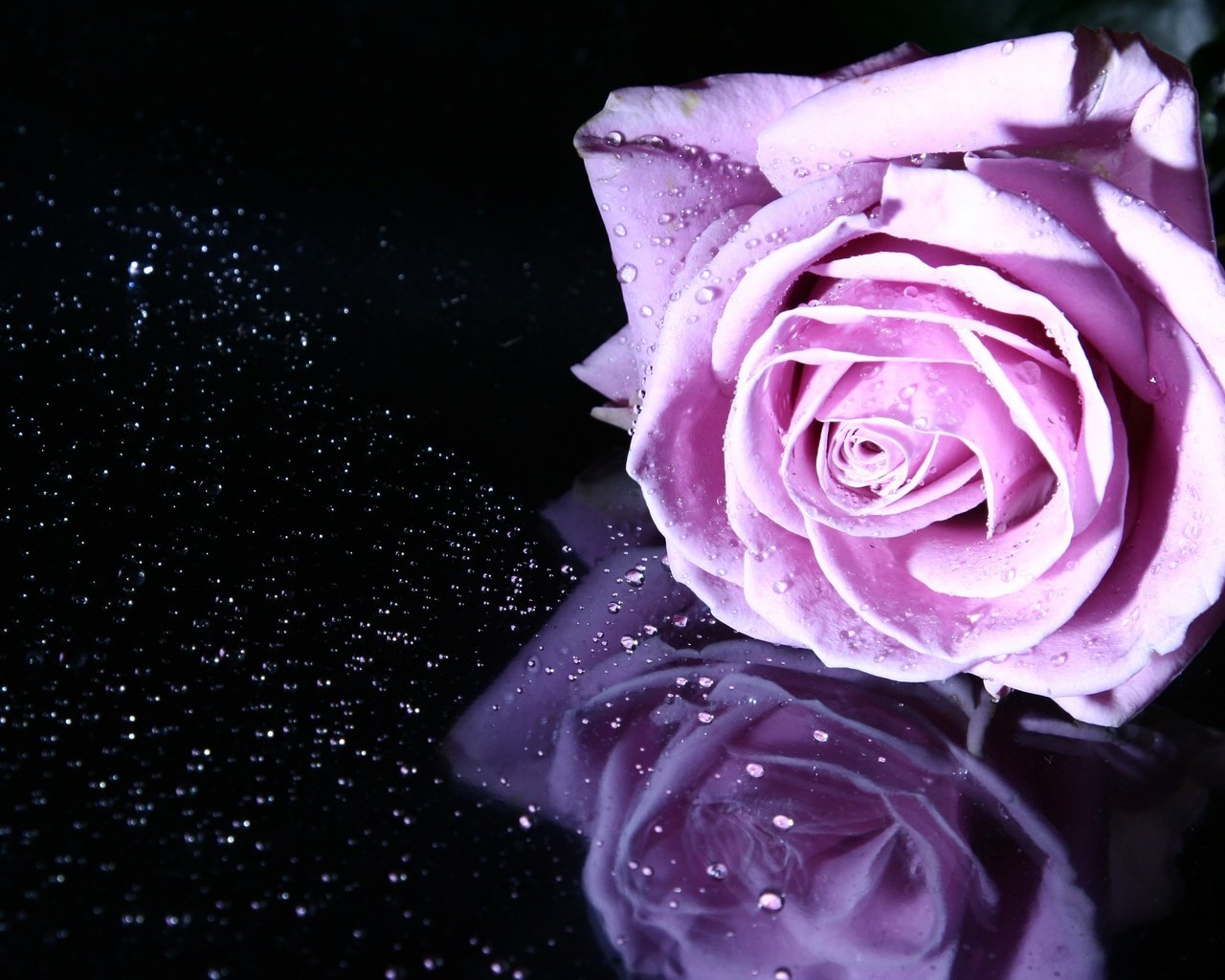 Обои отражение, цветок, роза, лепестки, бутон, reflection, flower, rose, petals, bud разрешение 3456x2304 Загрузить