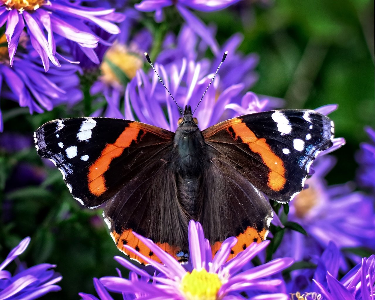 Обои цветы, растения, насекомое, бабочка, крылья, адмирал, астры, flowers, plants, insect, butterfly, wings, admiral, asters разрешение 2401x1920 Загрузить