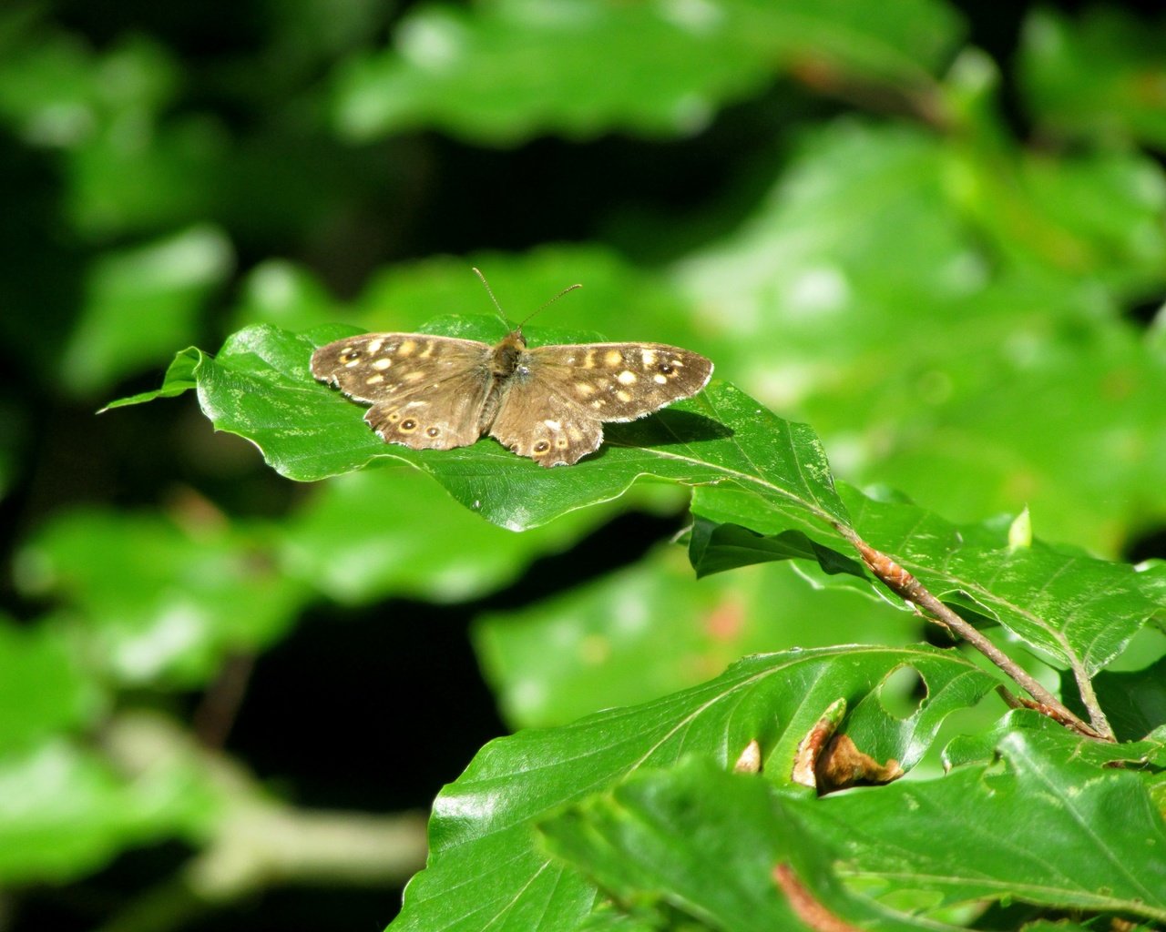 Обои природа, листья, насекомое, бабочка, nature, leaves, insect, butterfly разрешение 4608x3456 Загрузить