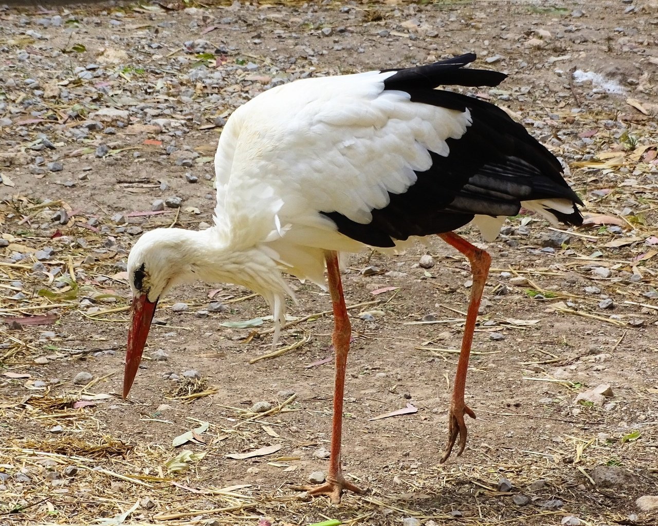 Обои земля, птица, клюв, прогулка, перья, аист, белый аист, earth, bird, beak, walk, feathers, stork разрешение 2500x1675 Загрузить