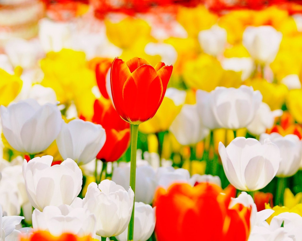 Обои цветы, бутоны, тюльпаны, flowers, buds, tulips разрешение 2500x1600 Загрузить