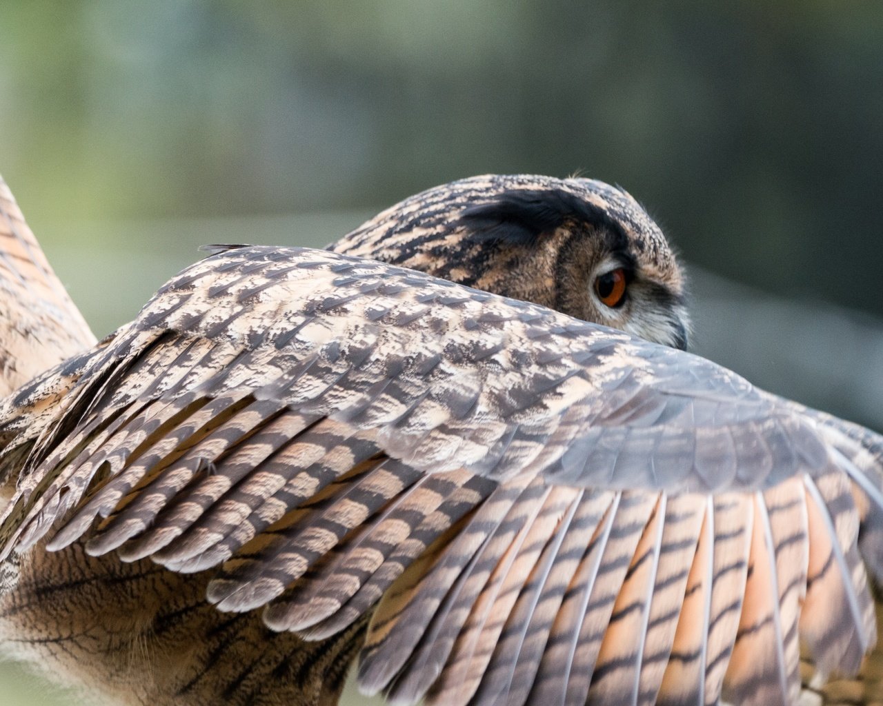 Обои сова, природа, крылья, птица, перья, филин, крупным планом, owl, nature, wings, bird, feathers, closeup разрешение 4484x2989 Загрузить