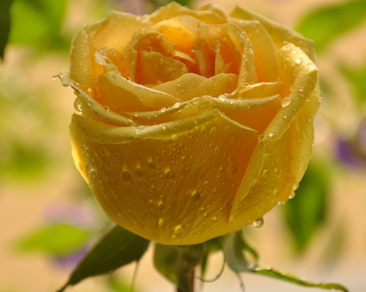 Желто шоколадная роза с каплями