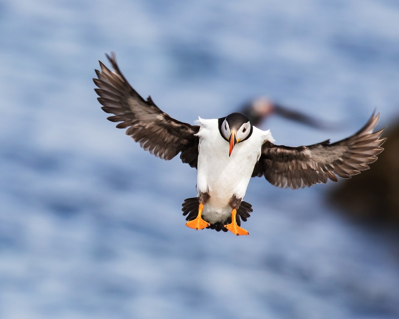 Обои море, полет, крылья, птица, клюв, перья, тупик, sea, flight, wings, bird, beak, feathers, stalled разрешение 4268x2401 Загрузить