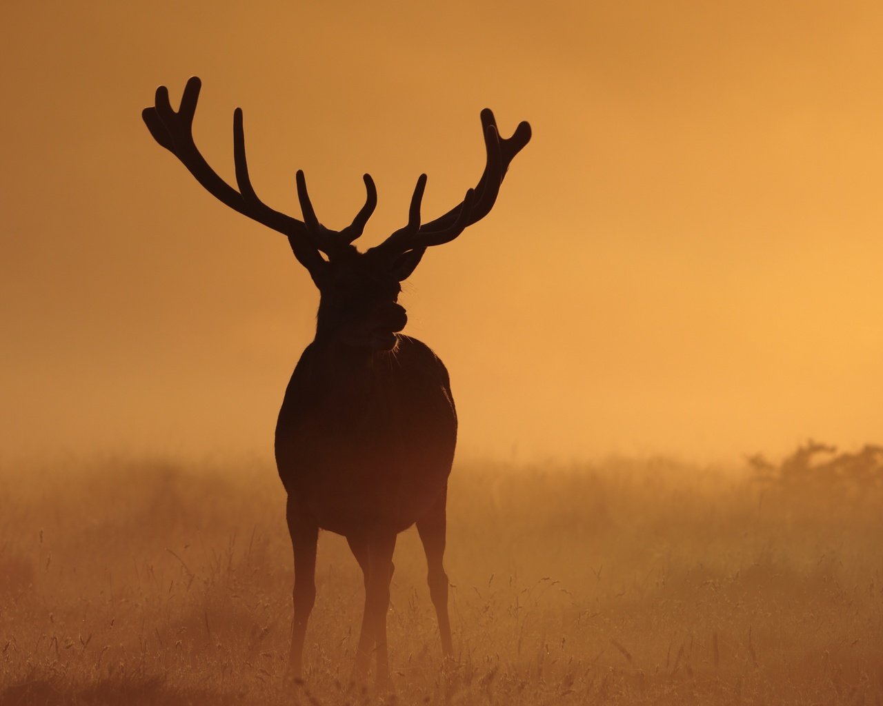 Обои ночь, природа, олень, туман, рога, night, nature, deer, fog, horns разрешение 3000x2000 Загрузить