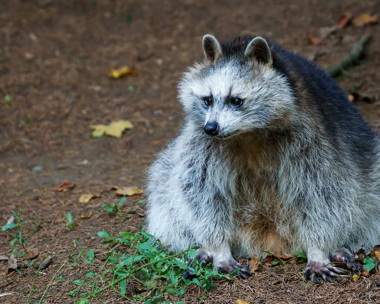 Обои природа, листья, осень, сидит, животное, енот, nature, leaves, autumn, sitting, animal, raccoon разрешение 2048x1152 Загрузить