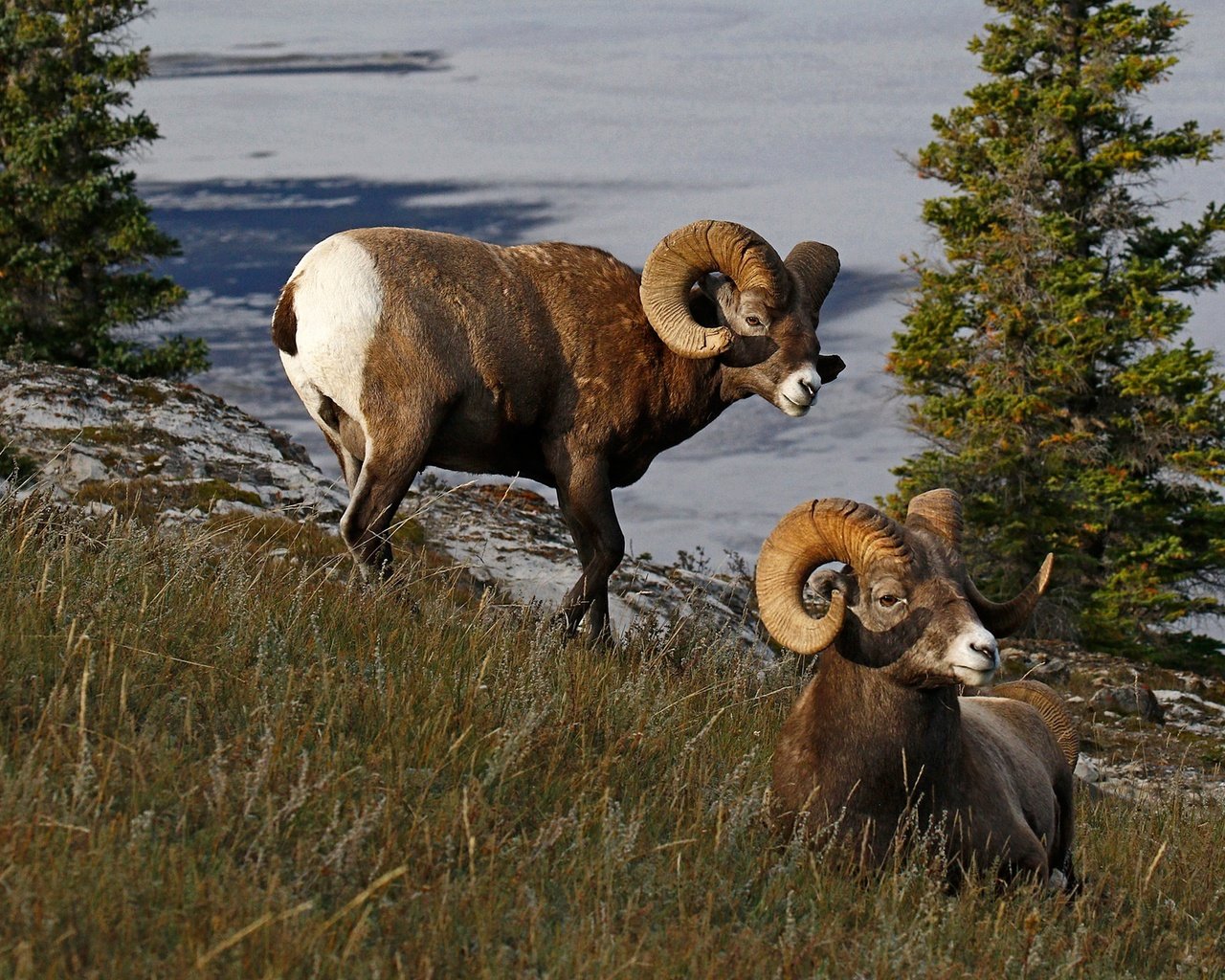 Обои природа, рога, канада, бараны, толсторог, nature, horns, canada, sheep, bighorn sheep разрешение 1920x1280 Загрузить