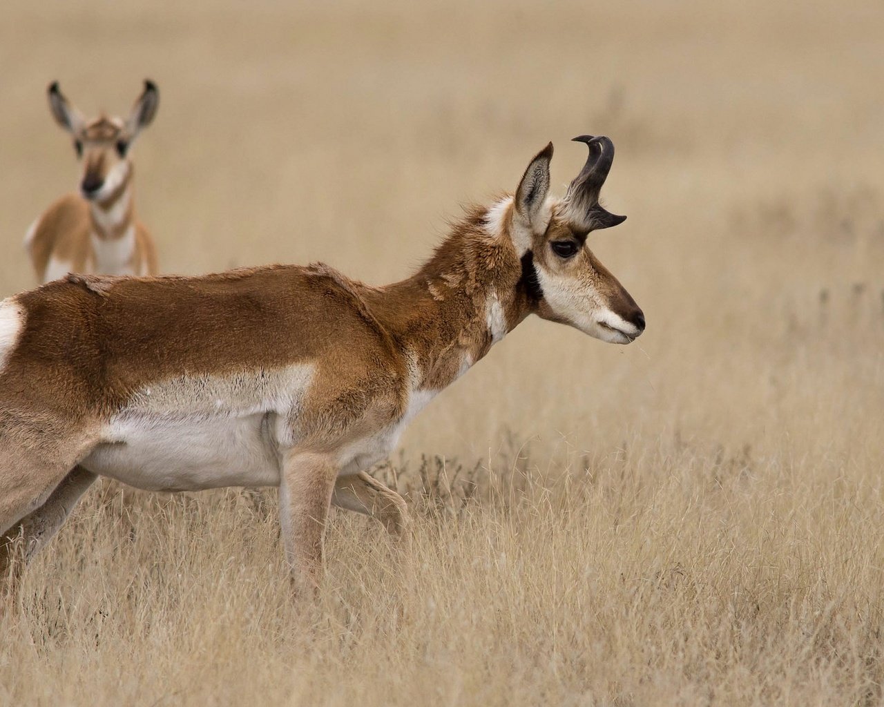 Обои трава, природа, рога, антилопа, вилорог, grass, nature, horns, antelope, pronghorn разрешение 2048x1152 Загрузить