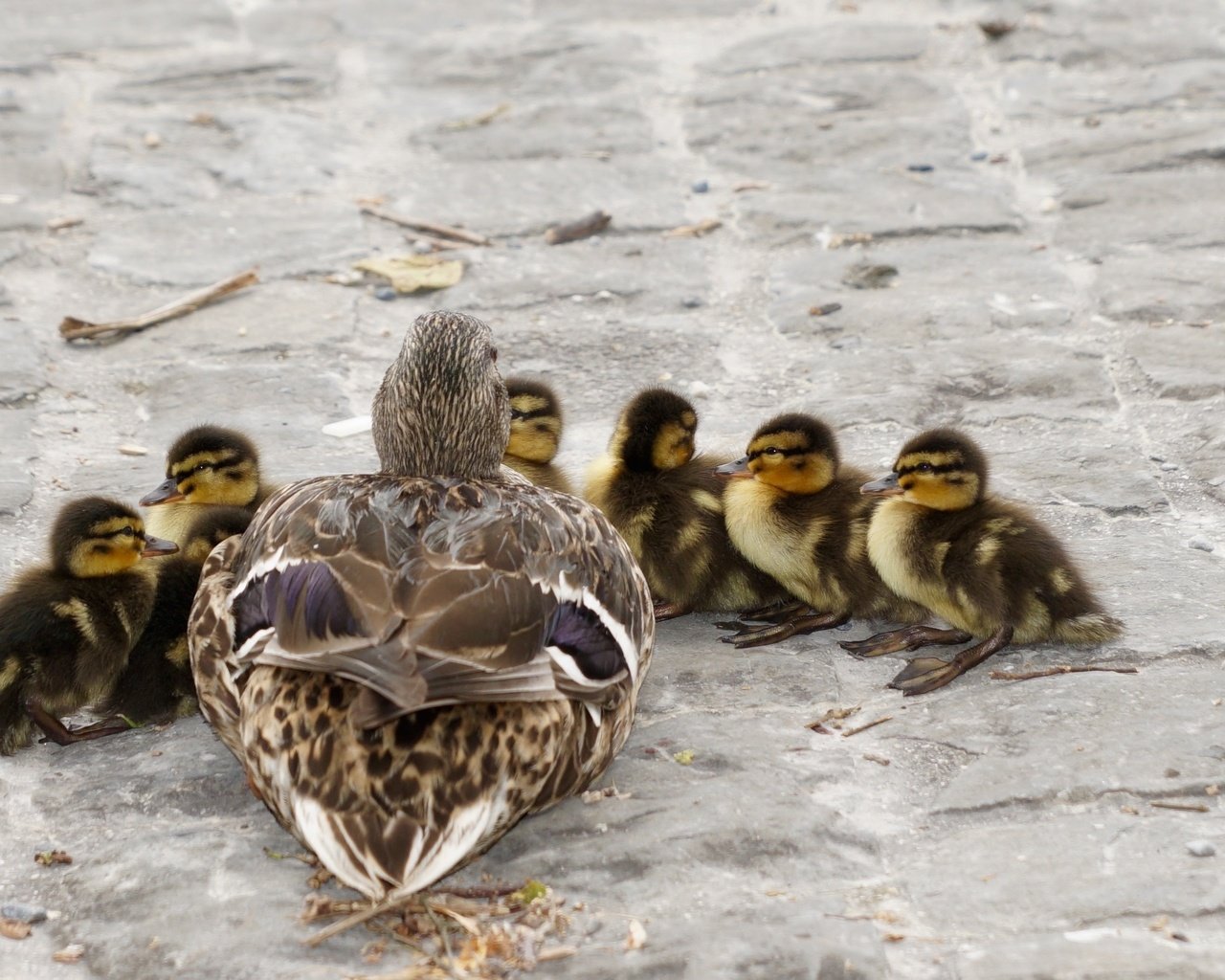 Обои птицы, утята, утки, утка, птенцы, кряква, birds, ducklings, duck, chicks, mallard разрешение 3008x1692 Загрузить