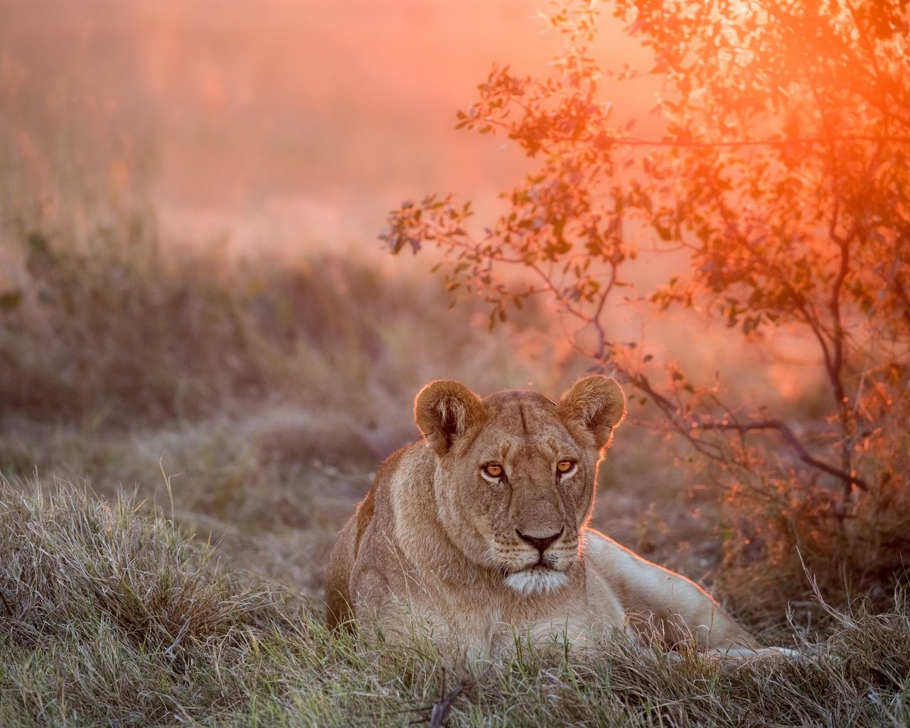 Обои морда, закат, взгляд, большая кошка, лев, львица, face, sunset, look, big cat, leo, lioness разрешение 2500x1667 Загрузить