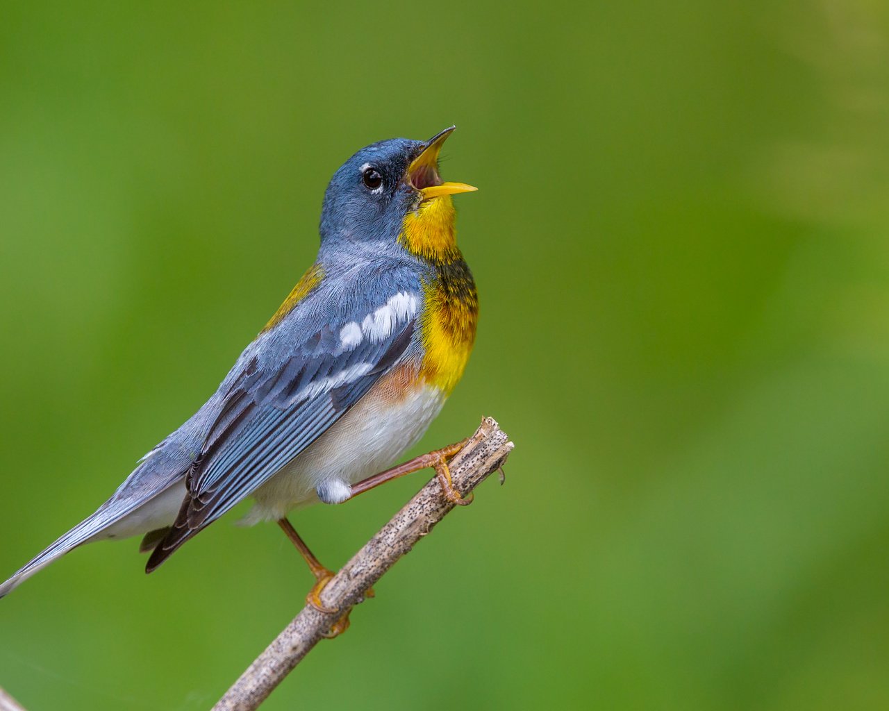 Обои птица, клюв, перья, белоглазая парула, славка, bird, beak, feathers, ferruginous of parul, warbler разрешение 2880x1800 Загрузить