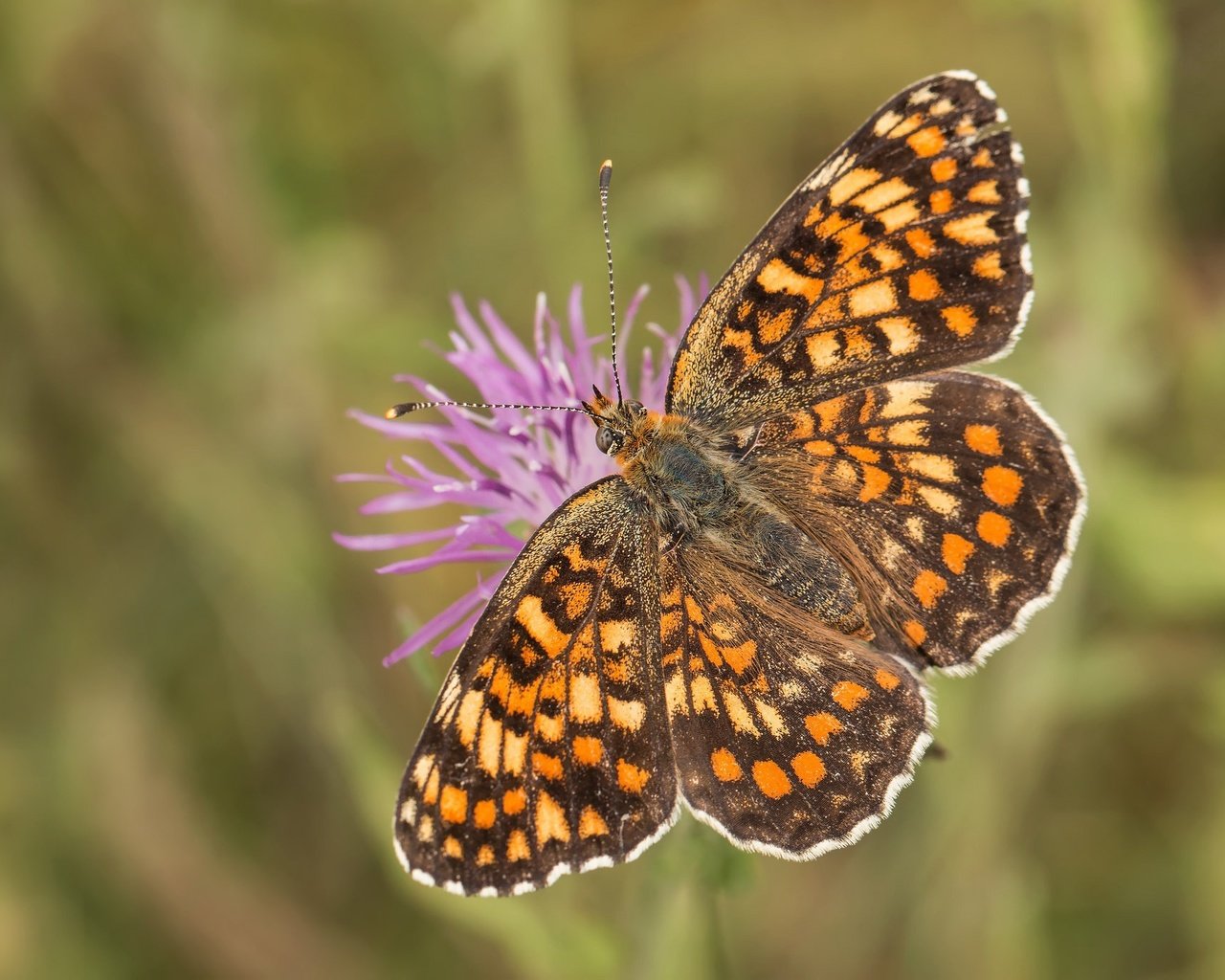 Обои насекомое, цветок, бабочка, крылья, боке, шашечница, insect, flower, butterfly, wings, bokeh, the metalmark разрешение 2048x1365 Загрузить