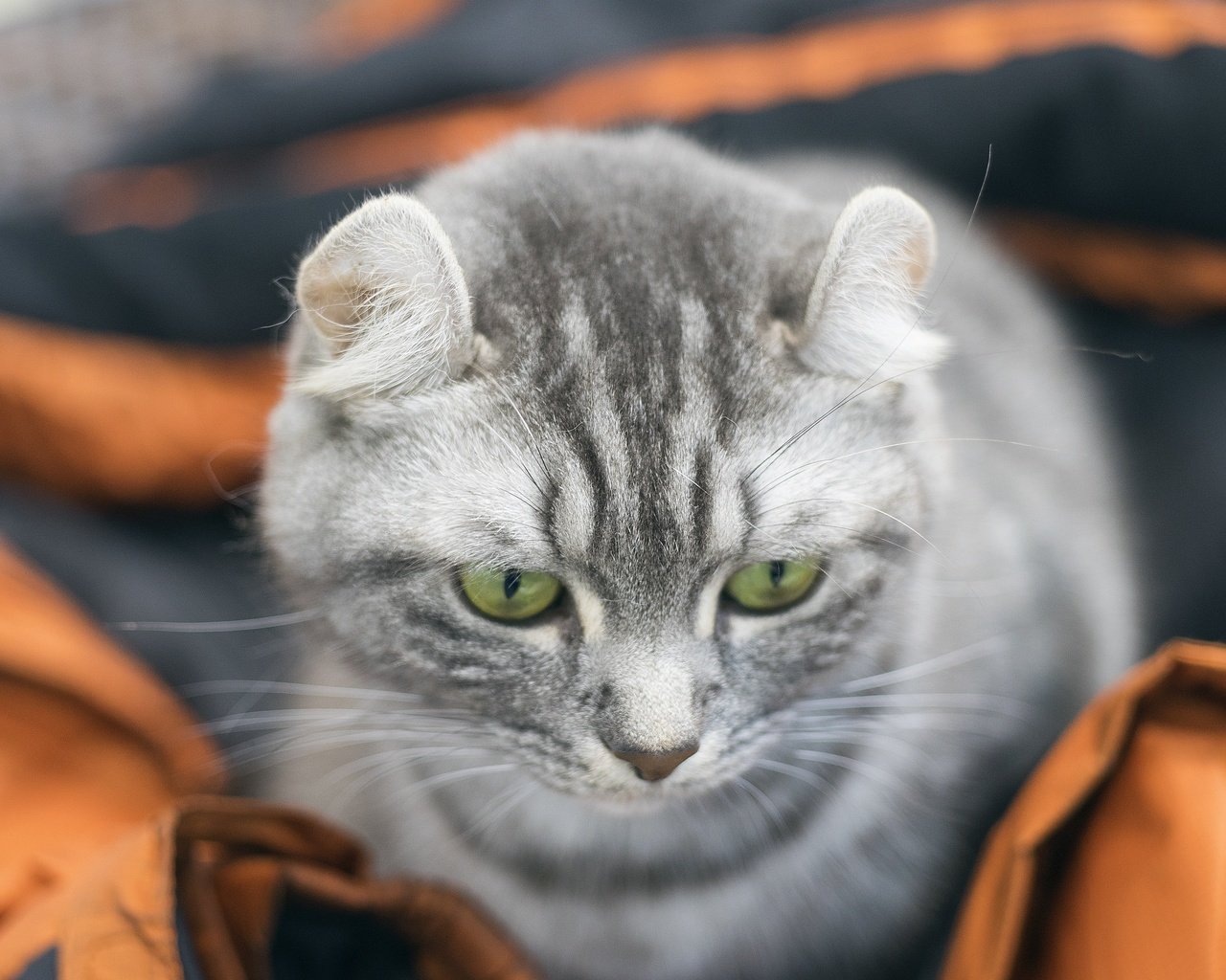 Обои глаза, фон, кот, мордочка, усы, кошка, взгляд, eyes, background, cat, muzzle, mustache, look разрешение 3936x2624 Загрузить