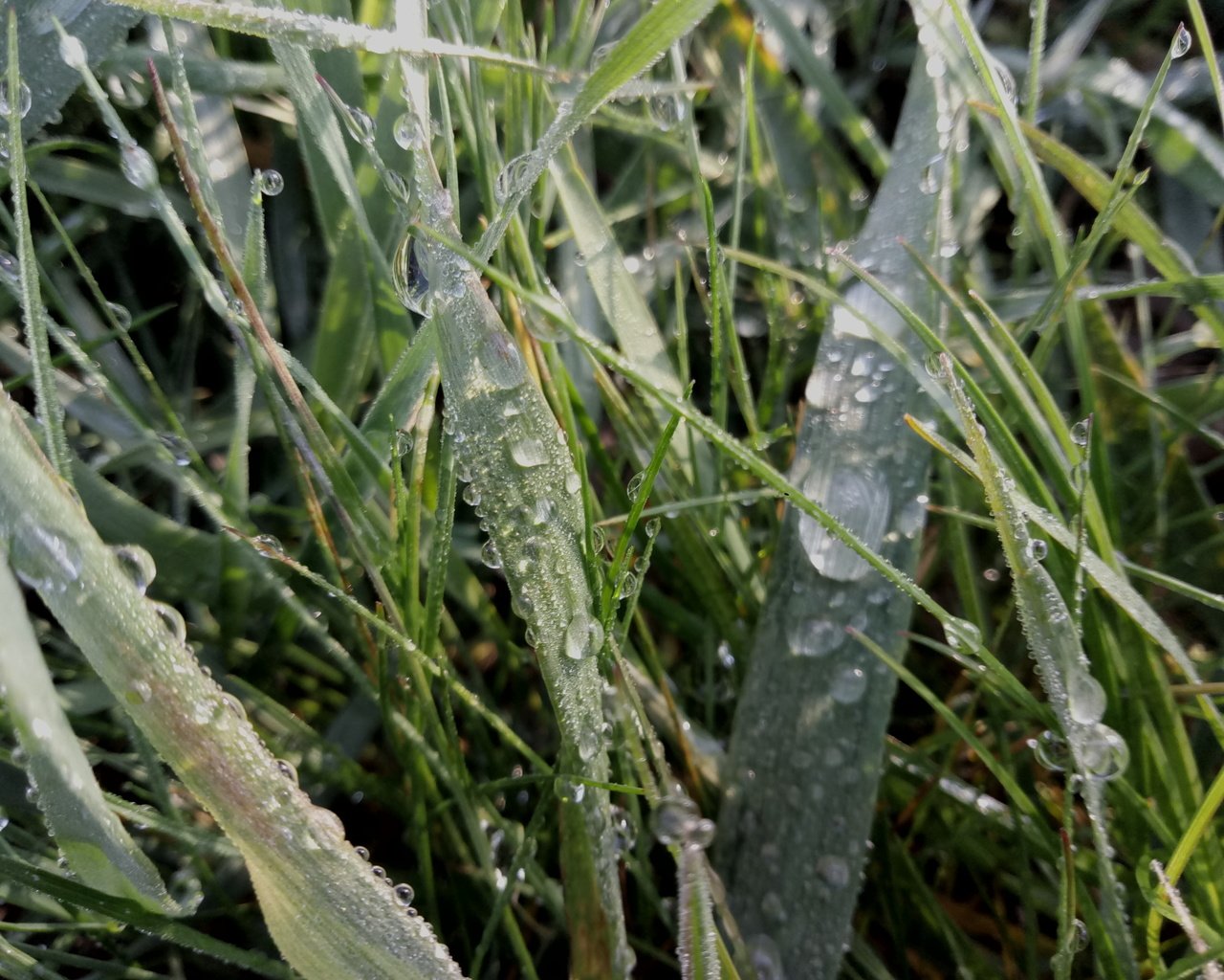 Обои трава, природа, капли, капельки, дождь, grass, nature, drops, droplets, rain разрешение 4208x3120 Загрузить