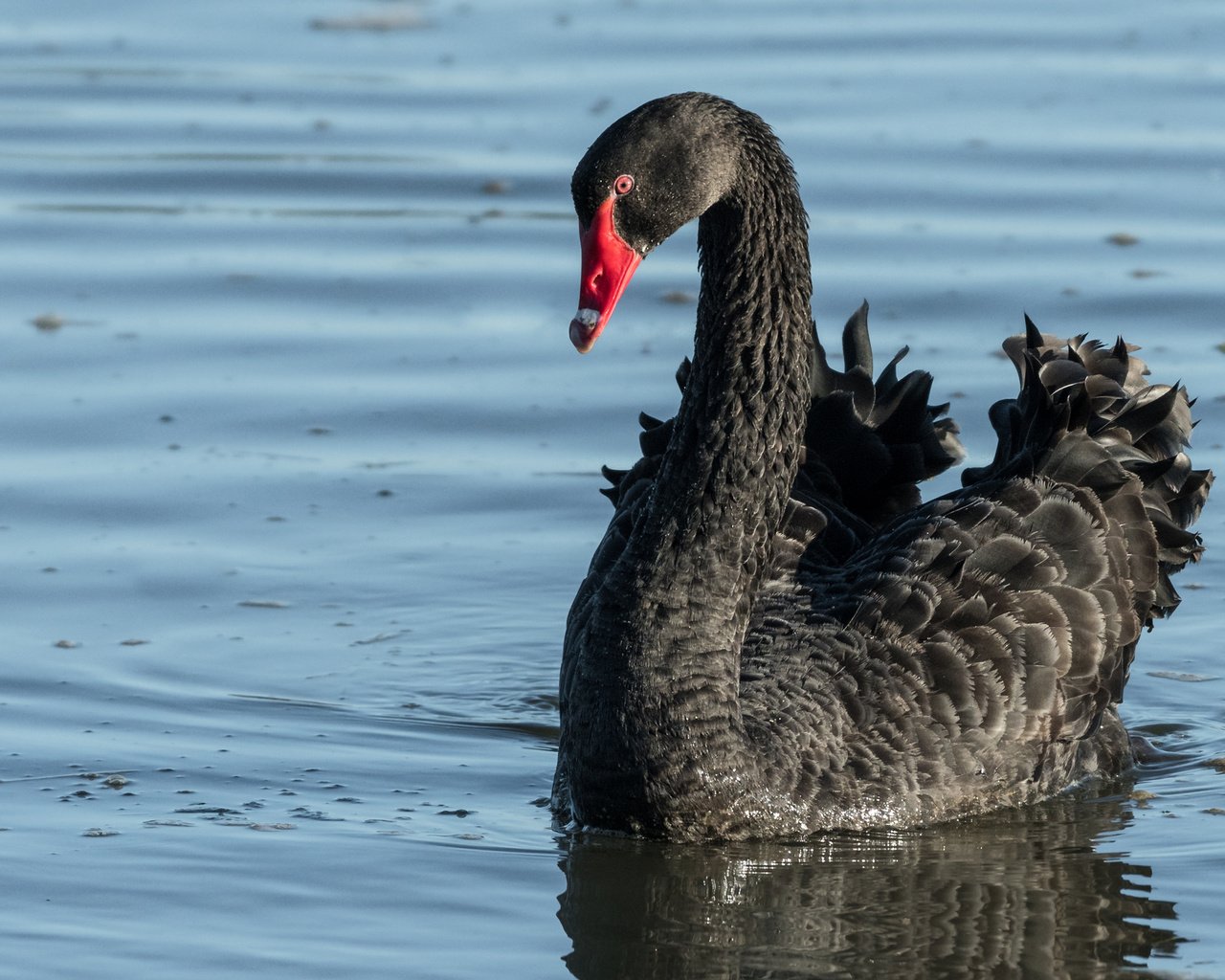 Обои вода, птица, клюв, перья, лебедь, черный лебедь, water, bird, beak, feathers, swan, black swan разрешение 2880x1800 Загрузить