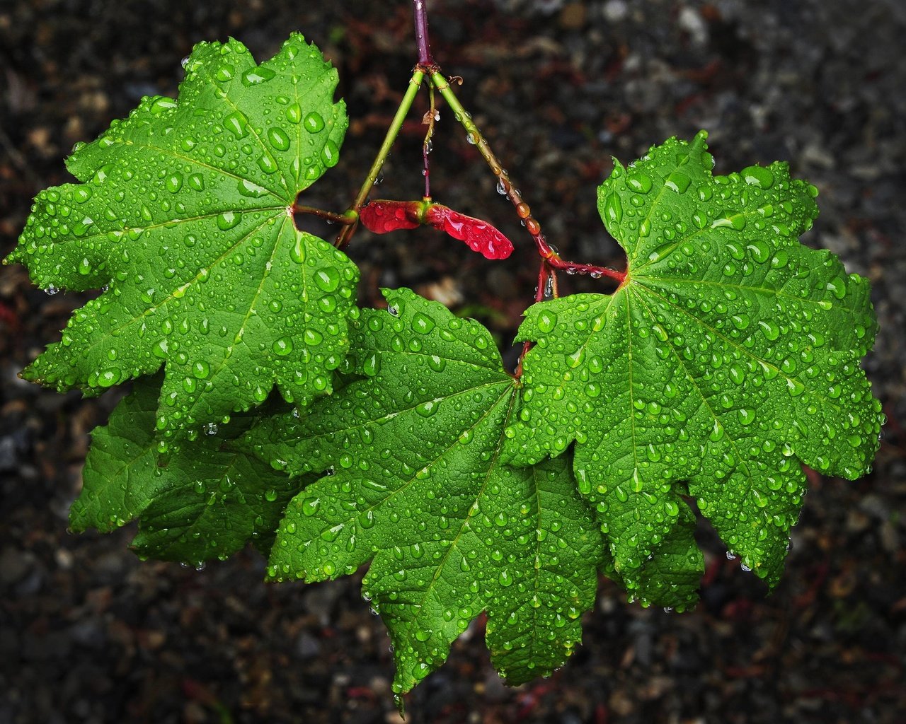 Обои природа, листья, капли, зеленые, дождь, клен, nature, leaves, drops, green, rain, maple разрешение 2560x1703 Загрузить