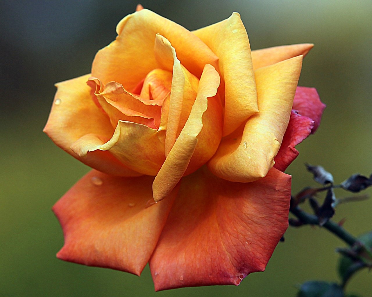 Обои макро, цветок, роса, капли, роза, лепестки, бутон, macro, flower, rosa, drops, rose, petals, bud разрешение 2048x1412 Загрузить