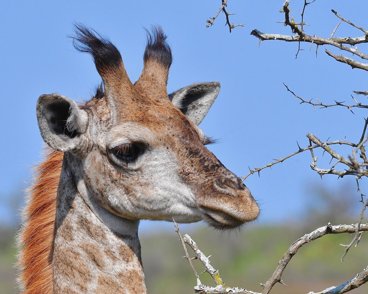 Обои морда, ветки, колючки, животное, жираф, рожки, face, branches, barb, animal, giraffe, horns разрешение 4669x3113 Загрузить