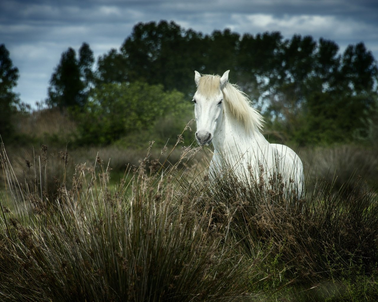 Обои лошадь, трава, деревья, природа, конь, грива, horse, grass, trees, nature, mane разрешение 2048x1451 Загрузить