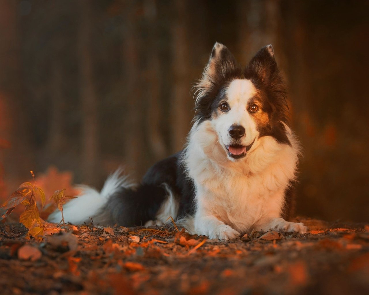 Обои природа, листья, осень, собака, животное, пес, бордер-колли, nature, leaves, autumn, dog, animal, the border collie разрешение 2048x1365 Загрузить