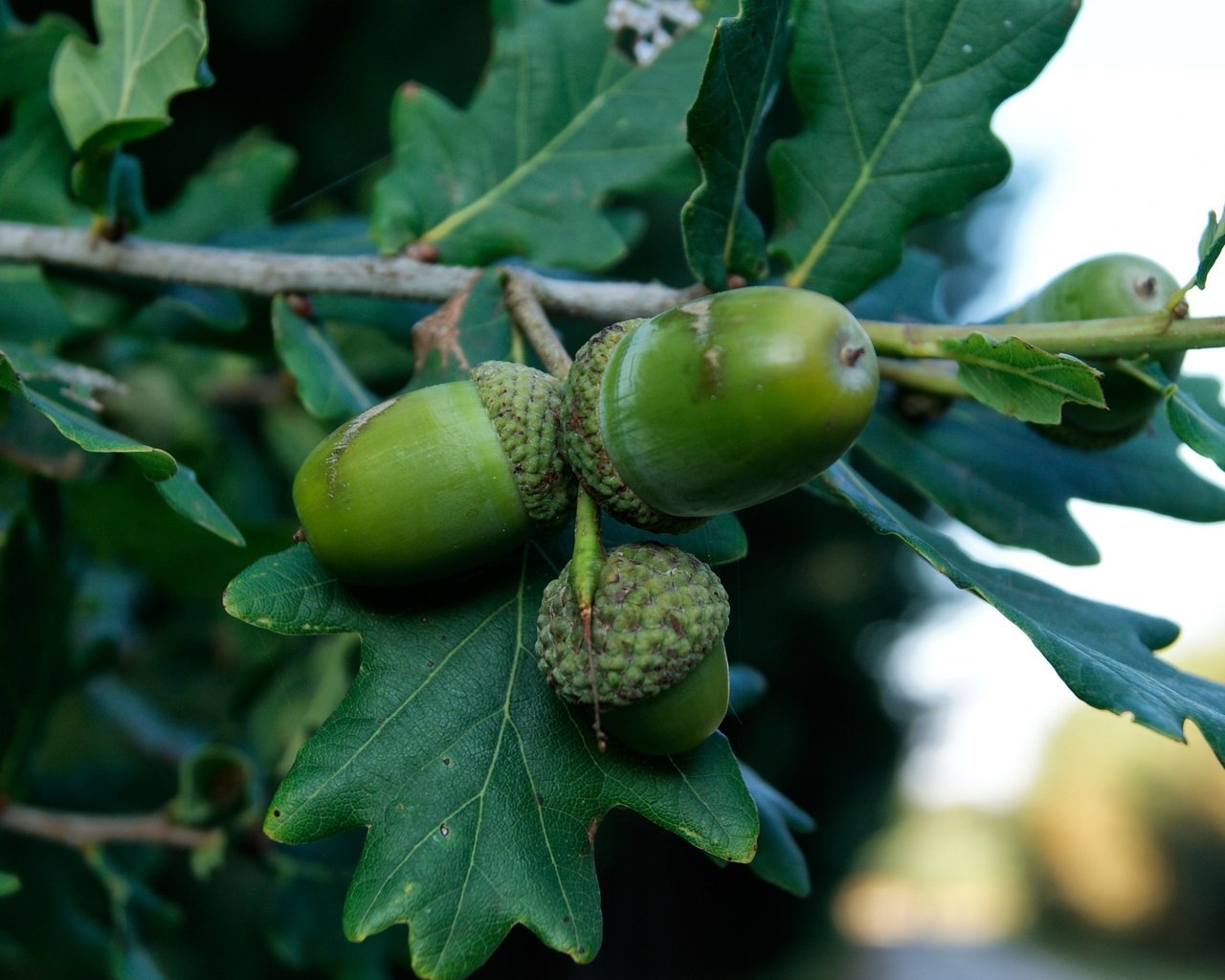 Обои ветка, природа, дерево, листья, плоды, дуб, жёлуди, branch, nature, tree, leaves, fruit, oak, acorns разрешение 3840x2400 Загрузить