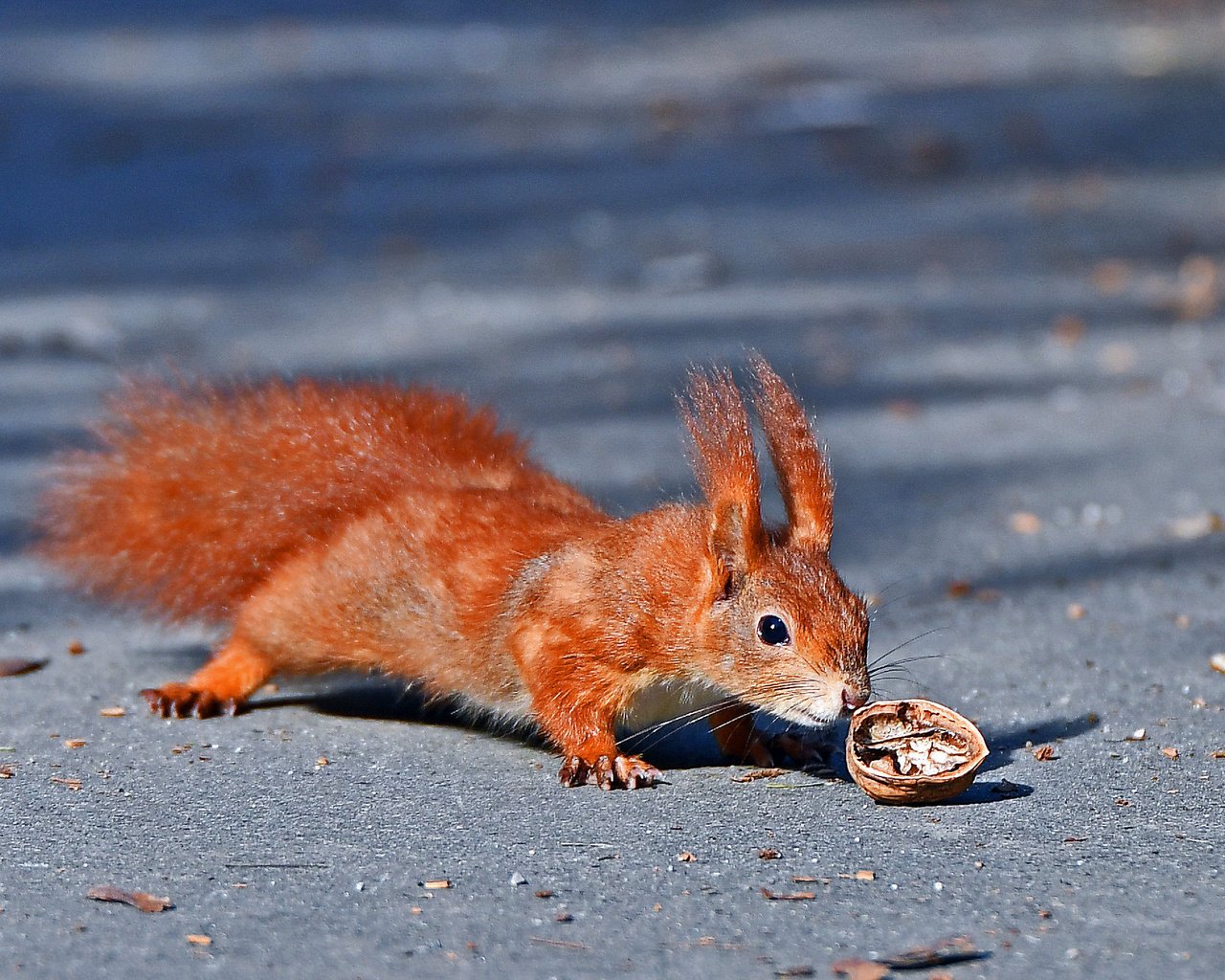 Обои животное, белка, орех, грызун, animal, protein, walnut, rodent разрешение 2048x1485 Загрузить