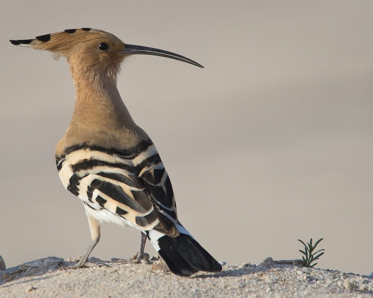 Обои животные, птица, клюв, перья, удод, animals, bird, beak, feathers, hoopoe разрешение 2048x1242 Загрузить