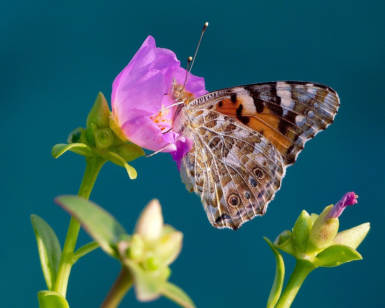 Обои макро, насекомое, фон, цветок, бабочка, крылья, репейница, macro, insect, background, flower, butterfly, wings, the painted lady разрешение 2048x1368 Загрузить