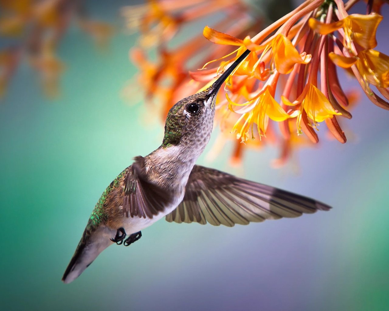 Обои полет, цветок, птица, птичка, тропики, нектар, колибри, flight, flower, bird, tropics, nectar, hummingbird разрешение 2000x1332 Загрузить