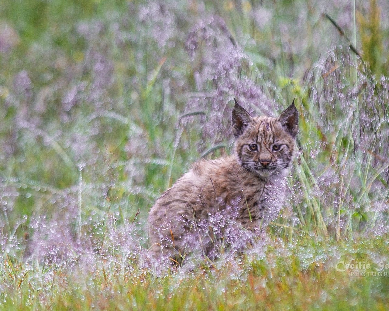 Обои трава, растения, рысь, мордочка, взгляд, малыш, детеныш, grass, plants, lynx, muzzle, look, baby, cub разрешение 2005x1128 Загрузить