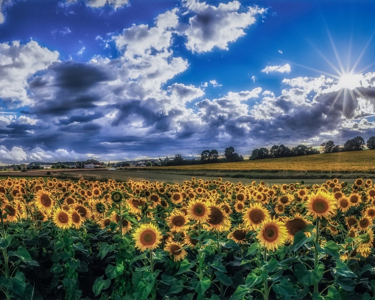 Обои небо, облака, утро, поле, лето, подсолнухи, желтые цветы, the sky, clouds, morning, field, summer, sunflowers, yellow flowers разрешение 1992x1153 Загрузить