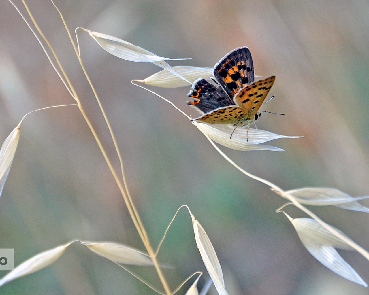 Обои насекомое, бабочка, крылья, растение, mercedes salvador, insect, butterfly, wings, plant разрешение 2048x1383 Загрузить